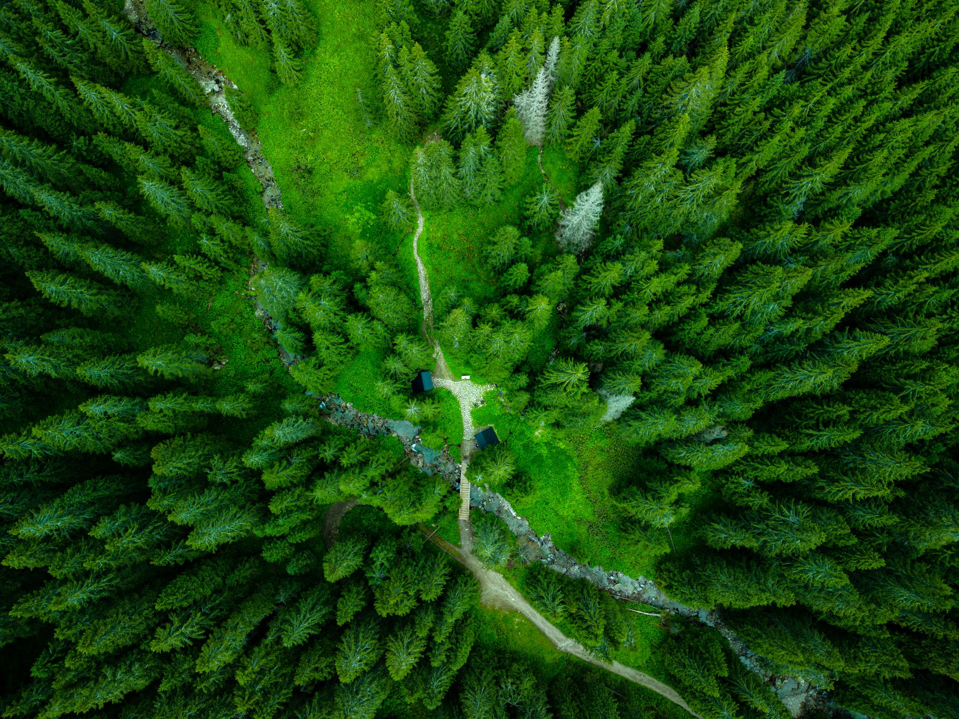A forest trail splitting in two from above, a picture of scenario planning and alternative futures