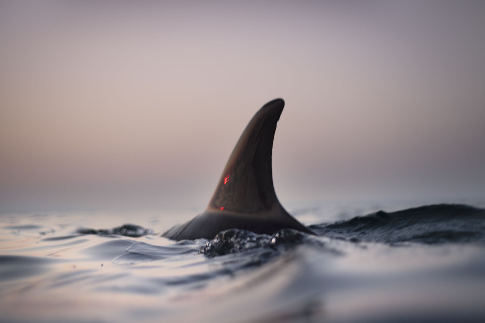 A dorsal fin breaking the water: it is a dolphin, not a shark, a lesson in trend analysis versus media hype